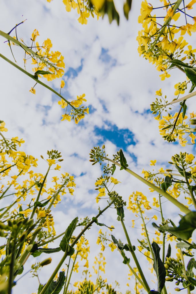 A beautiful view from below of yellow wildflowers against a bright blue sky with clouds.