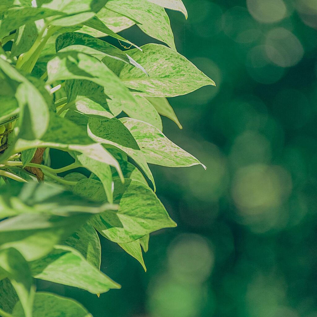 Close-up of lush green leaves with sunlit bokeh creating a serene nature backdrop.