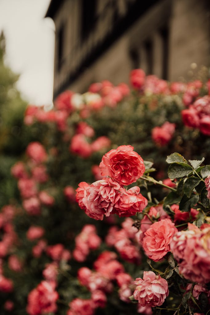 Vibrant pink roses in full bloom against a classic London backdrop, showcasing floral beauty.