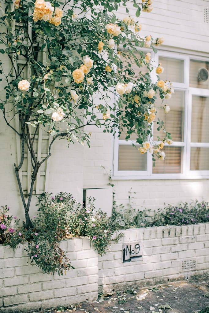Beautiful yellow roses blooming against a sunlit white brick wall beside house windows.